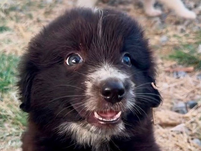 Adotta un cane, femmina, 3 mesi, Crotone