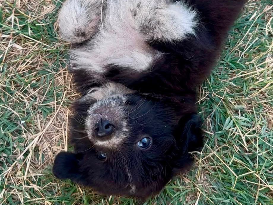 Adotta un cane, taglia media, femmina, Crotone