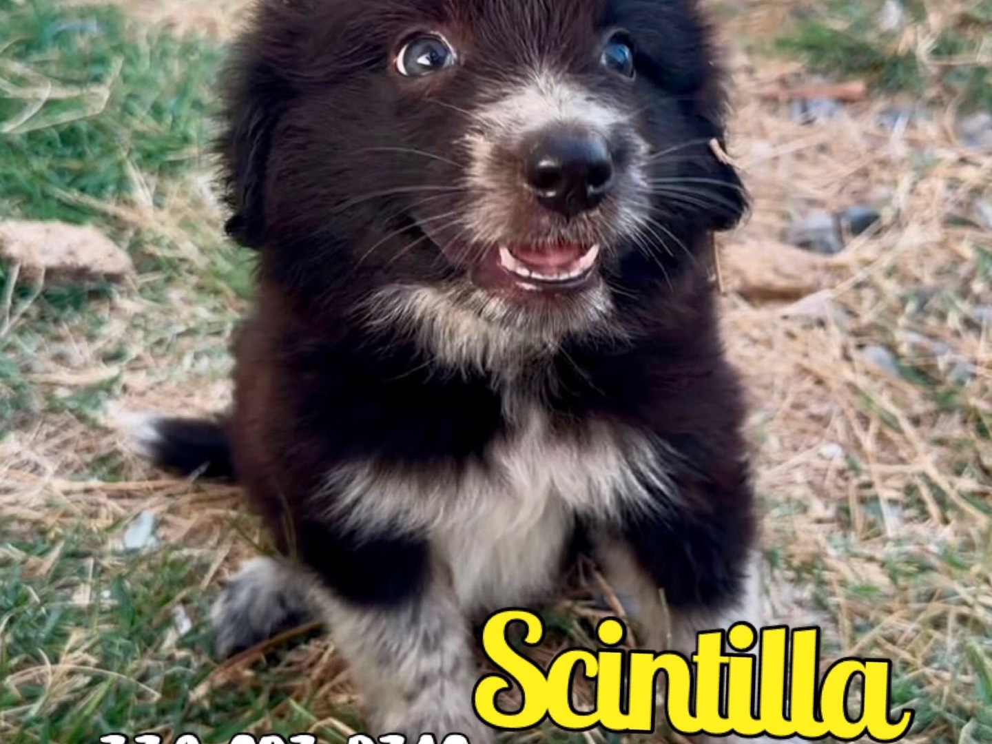 Vuoi adottare un cane a Crotone?