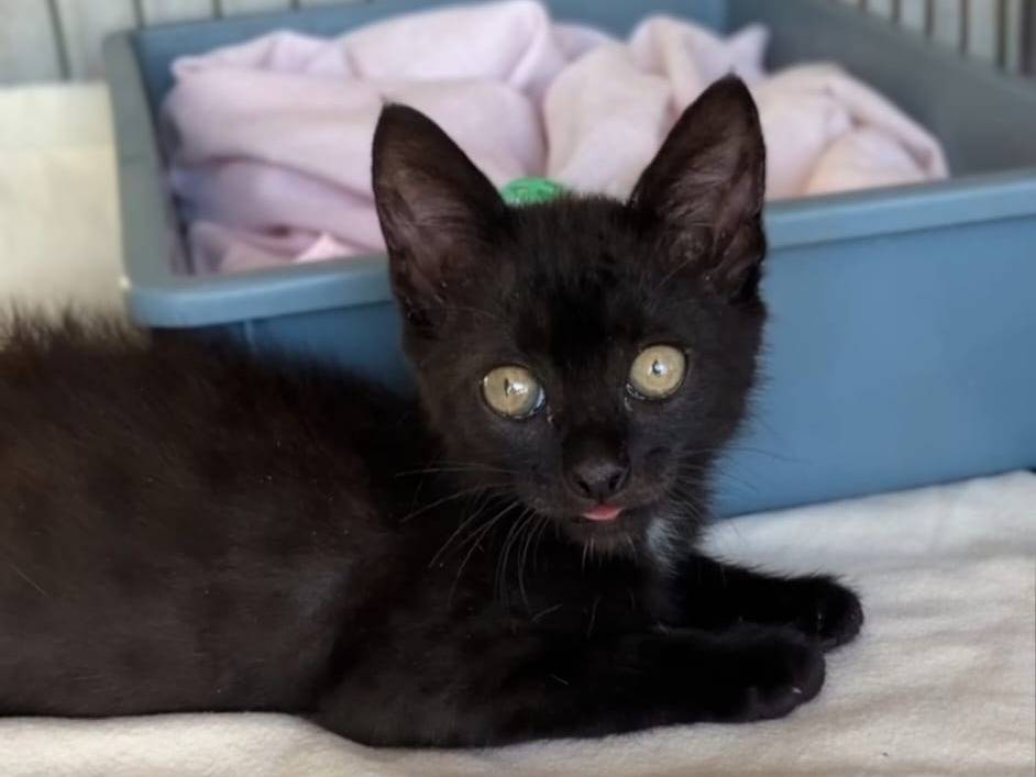 Adozione gatto, femmina, Razza sconosciuta Razza sconosciuta, 3 mesi, taglia non valida, Milano