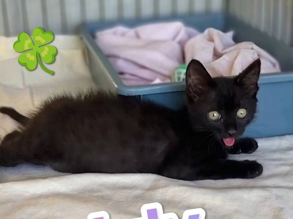 Adotta un gatto, femmina, 3 mesi, Milano