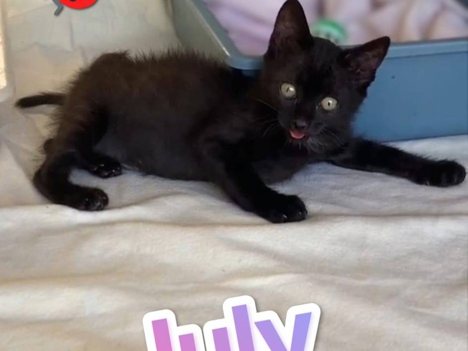 Adotta un gatto, taglia non valida, femmina, Milano