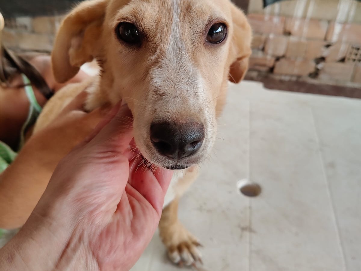 Adozione cane, femmina, Razza sconosciuta Razza sconosciuta, 6 mesi, taglia media contenuta, Vibo