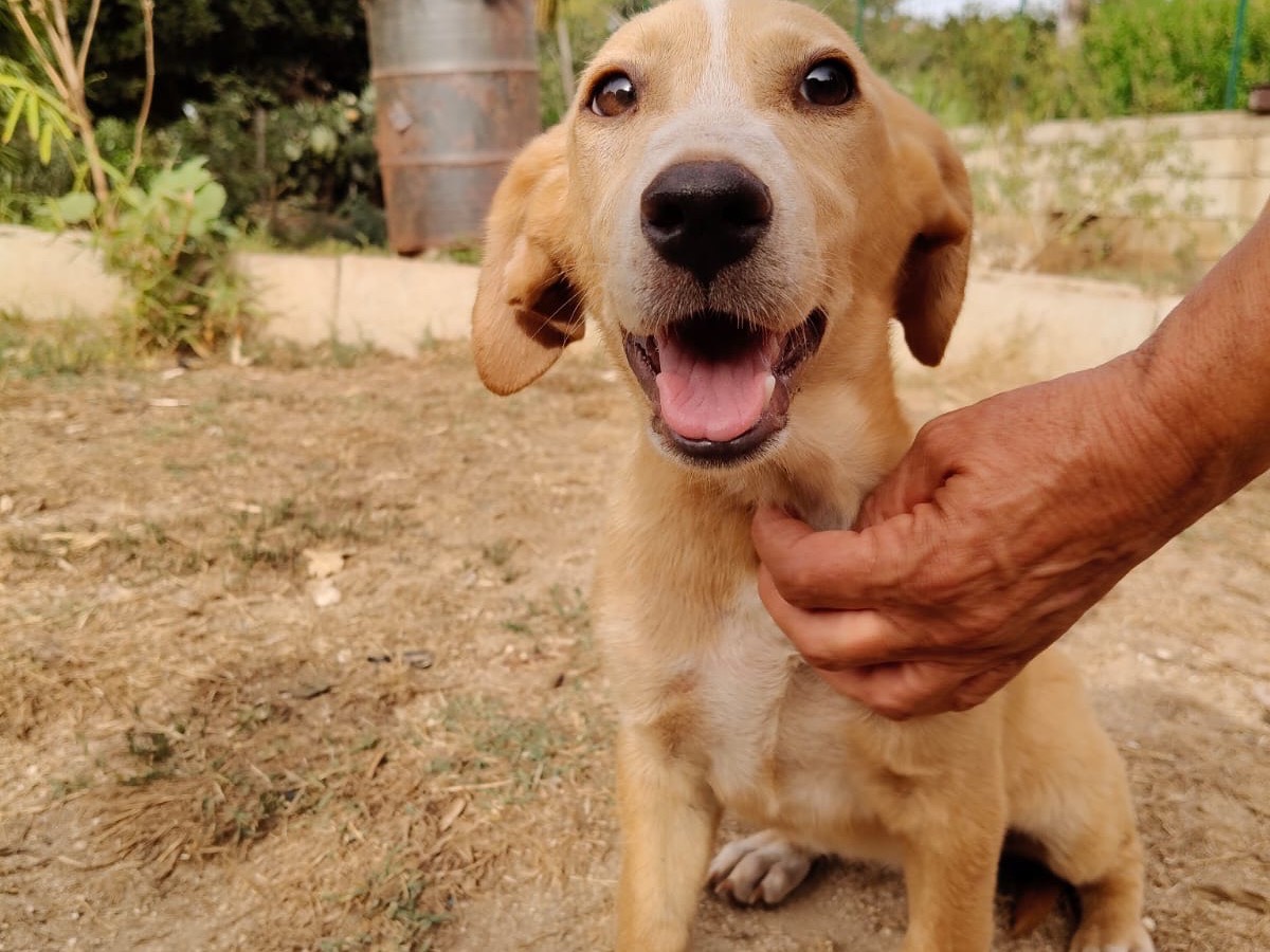 Adotta un cane, femmina, 6 mesi, Vibo