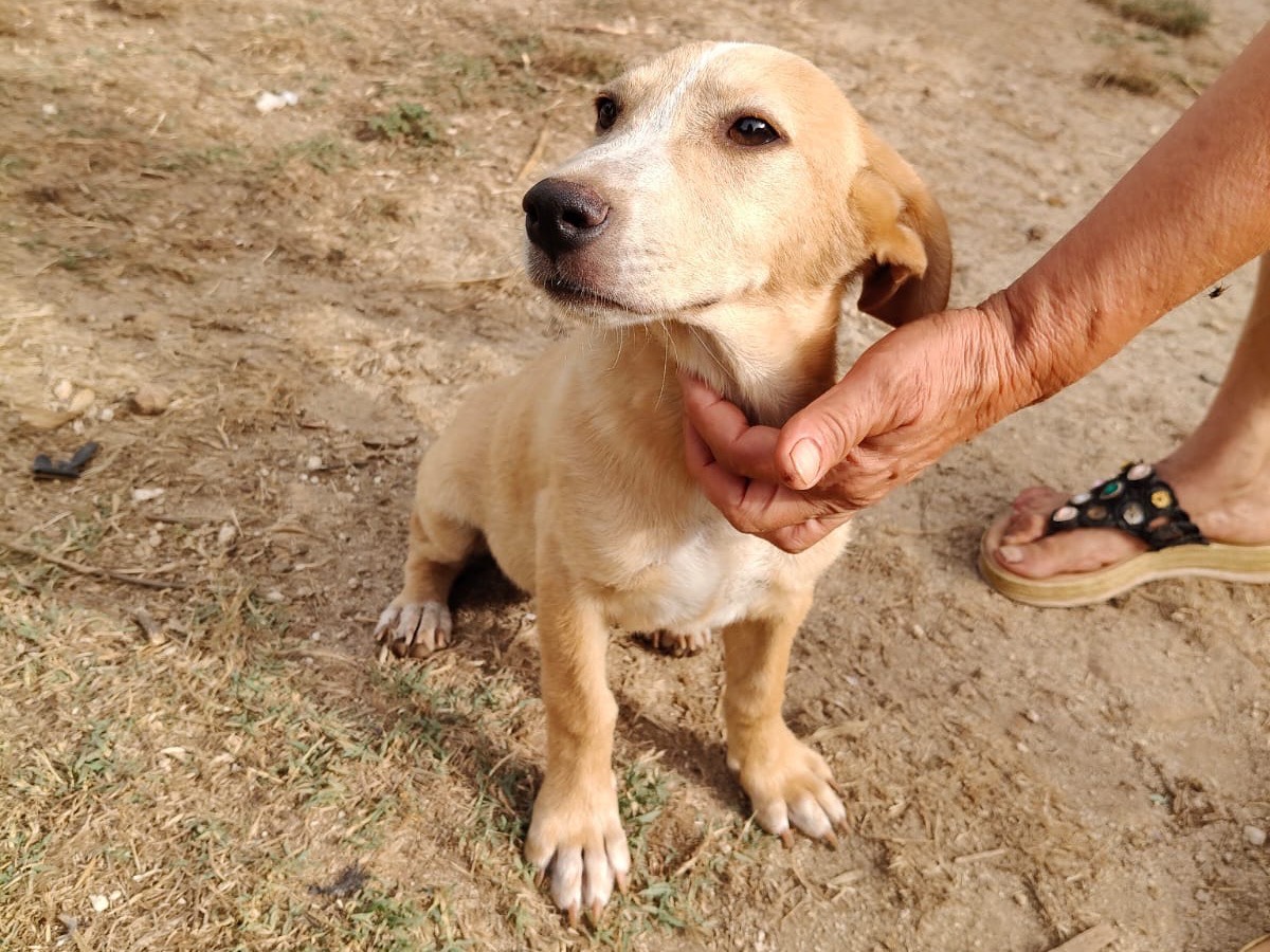 Adotta un cane, taglia media contenuta, femmina, Vibo