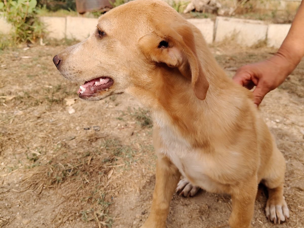 Adotta il cane Juanita a Vibo