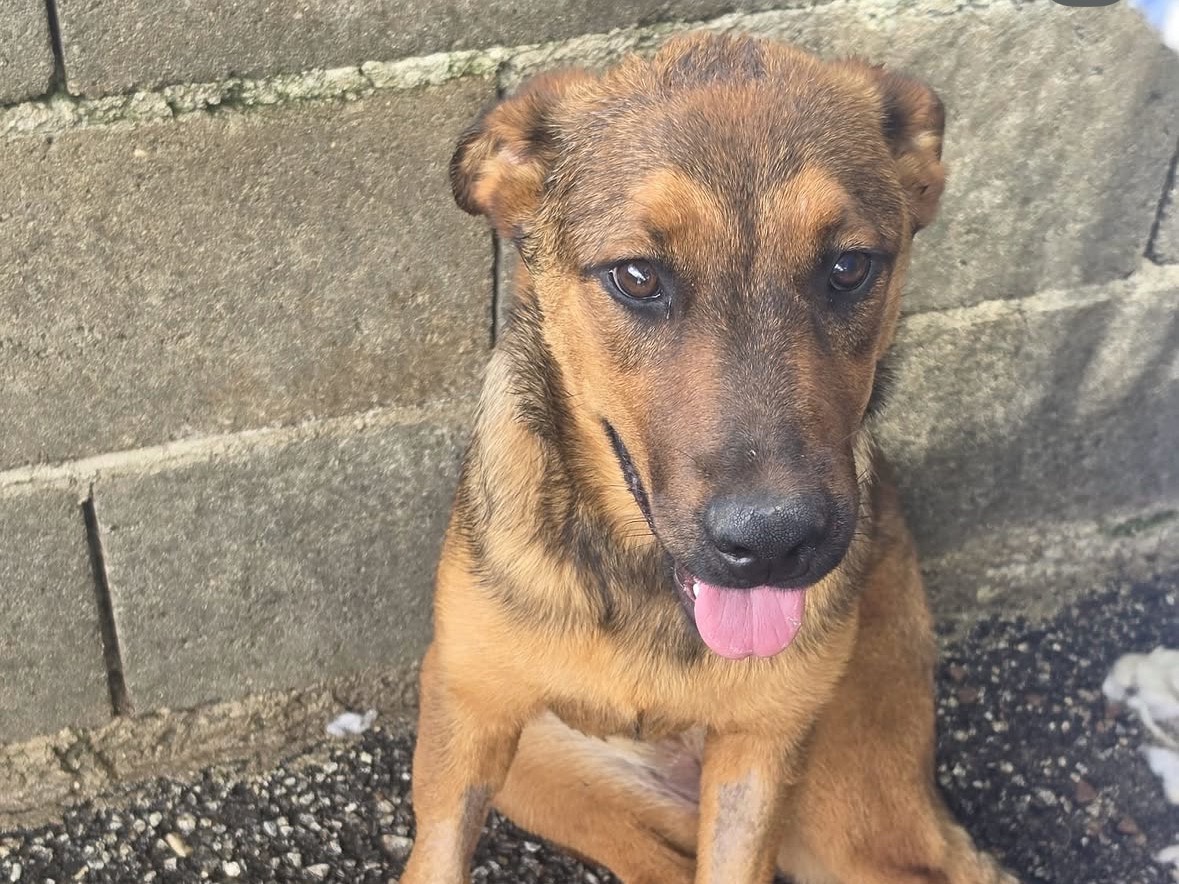 Vuoi adottare un cane a Treviso?