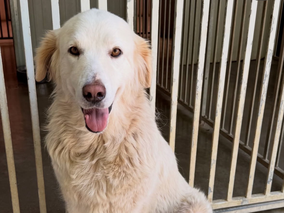 Adotta un cane, taglia grande, femmina, Treviso