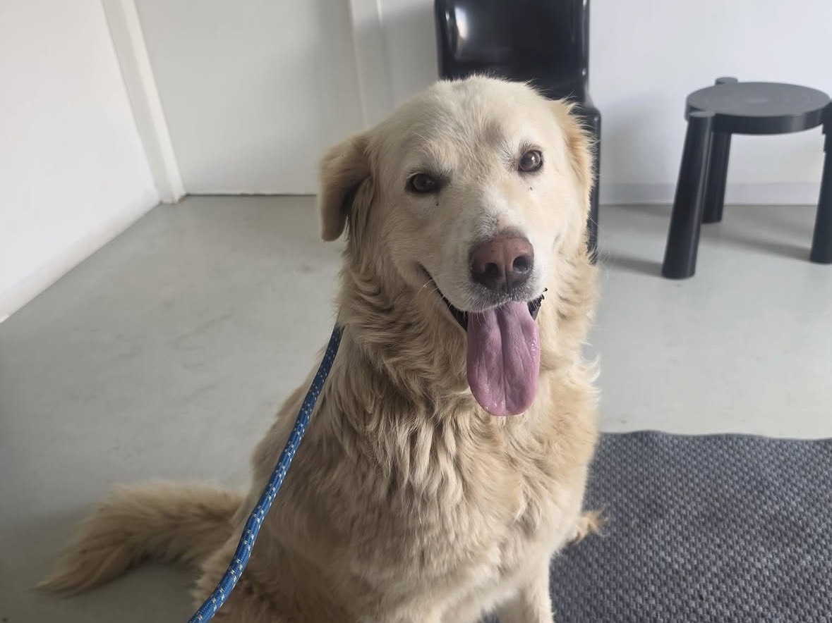 Adozione cane, femmina, Razza sconosciuta Razza sconosciuta, 5 anni e 6 mesi, taglia grande, Treviso