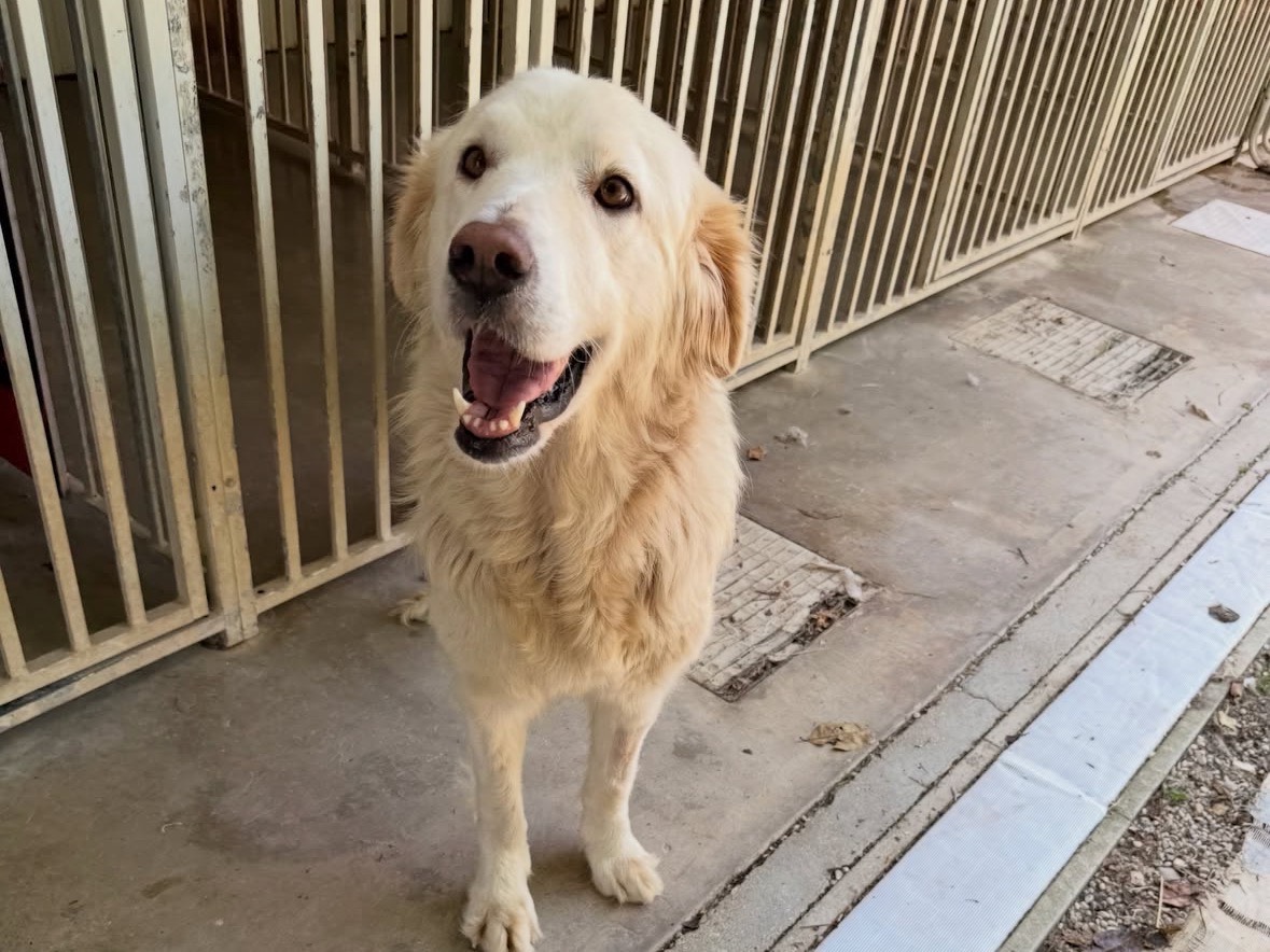 Vuoi adottare un cane a Treviso?