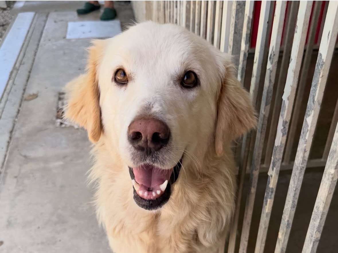 Adotta un cane, femmina, 5 anni e 6 mesi, Treviso