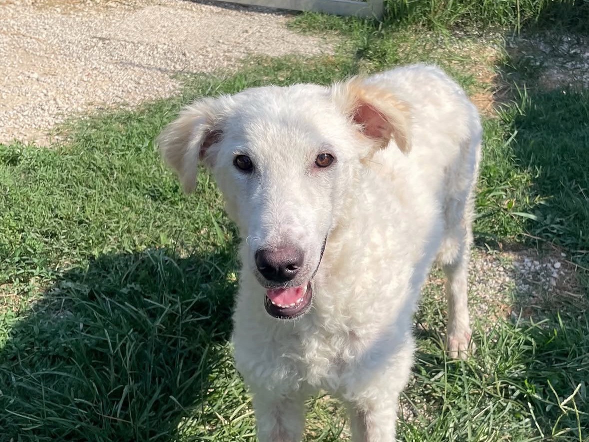 Adotta un cane, femmina, 1 anno e 3 mesi, Treviso