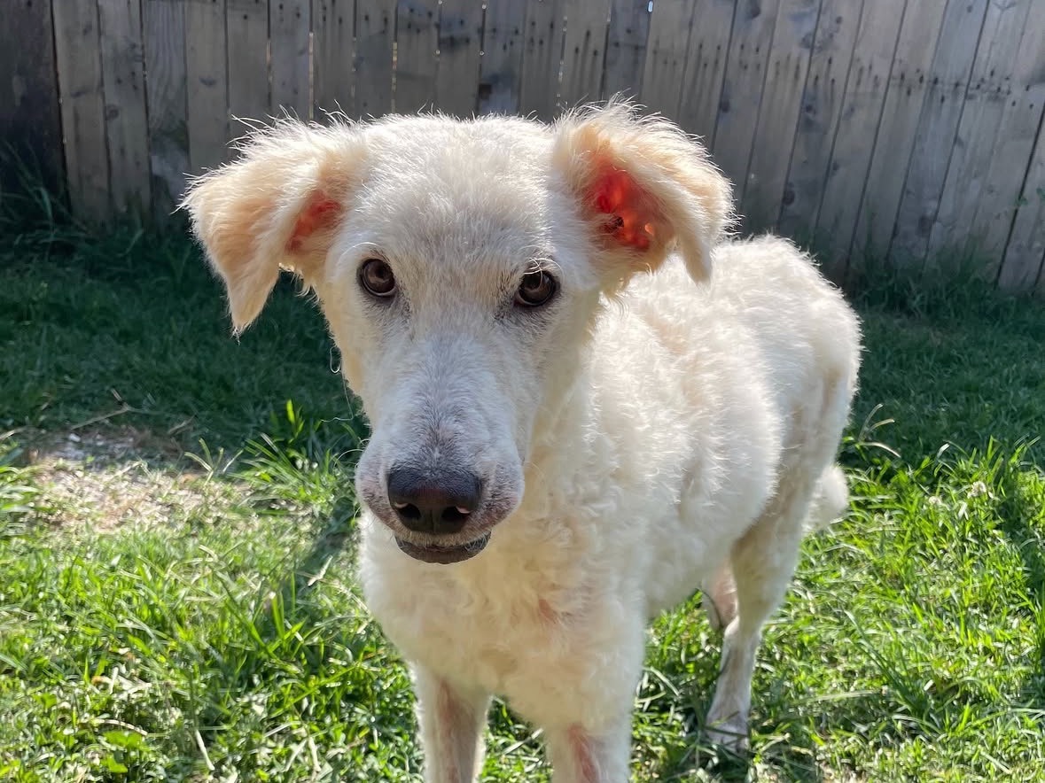 Adotta un cane, taglia media, femmina, Treviso