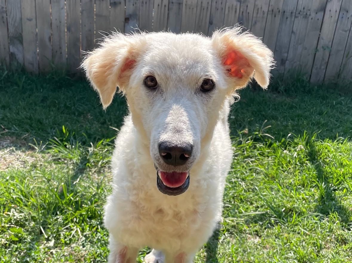 Adozione cane, femmina, Razza sconosciuta Razza sconosciuta, 1 anno e 3 mesi, taglia media, Treviso