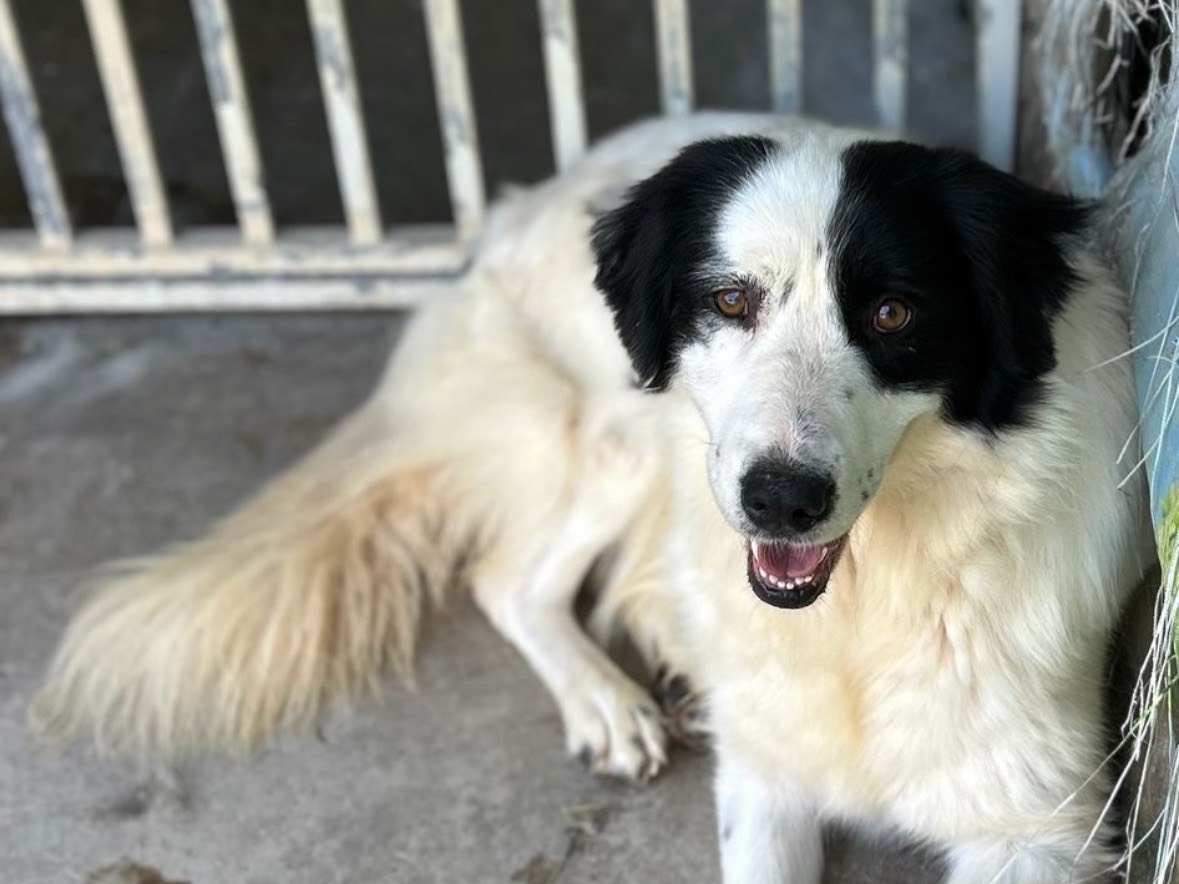 Adotta un cane, femmina, 3 anni e 6 mesi, Treviso