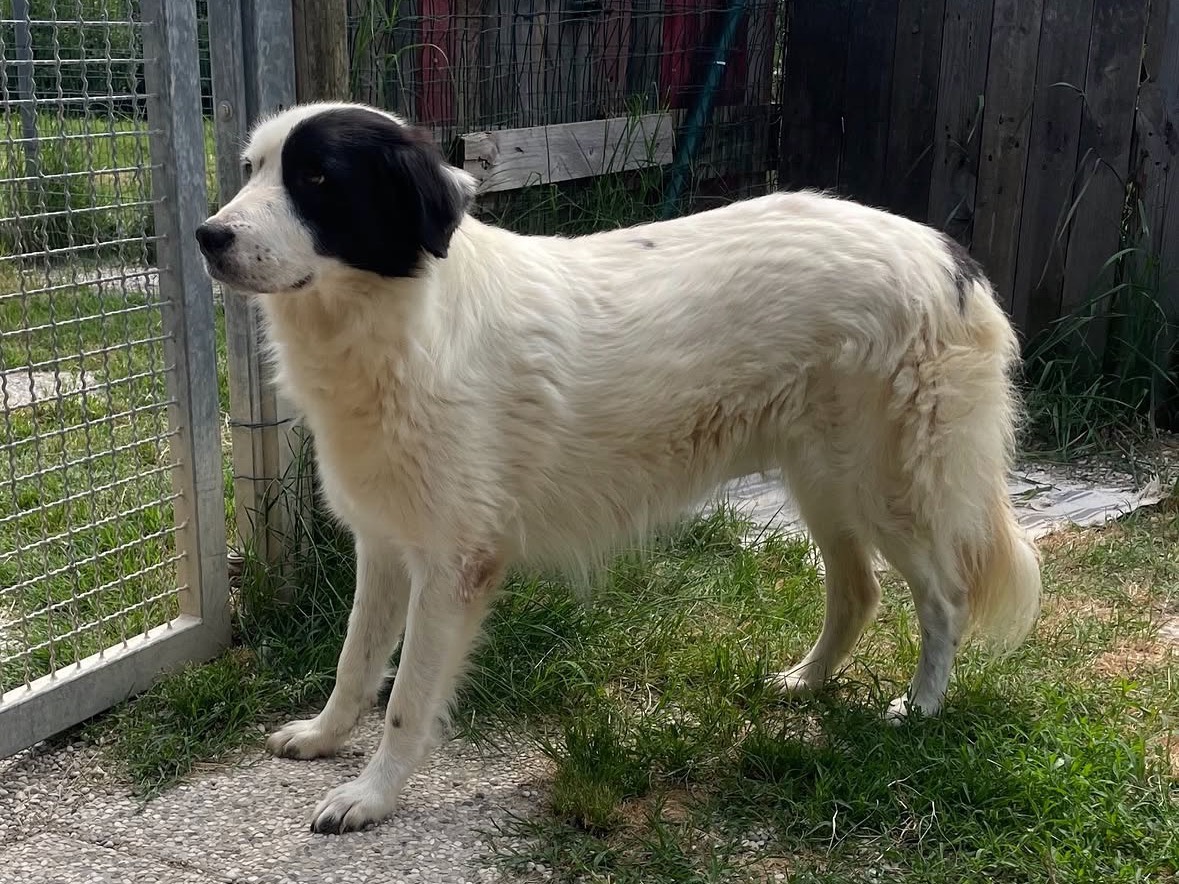 Adotta un cane, taglia grande, femmina, Treviso