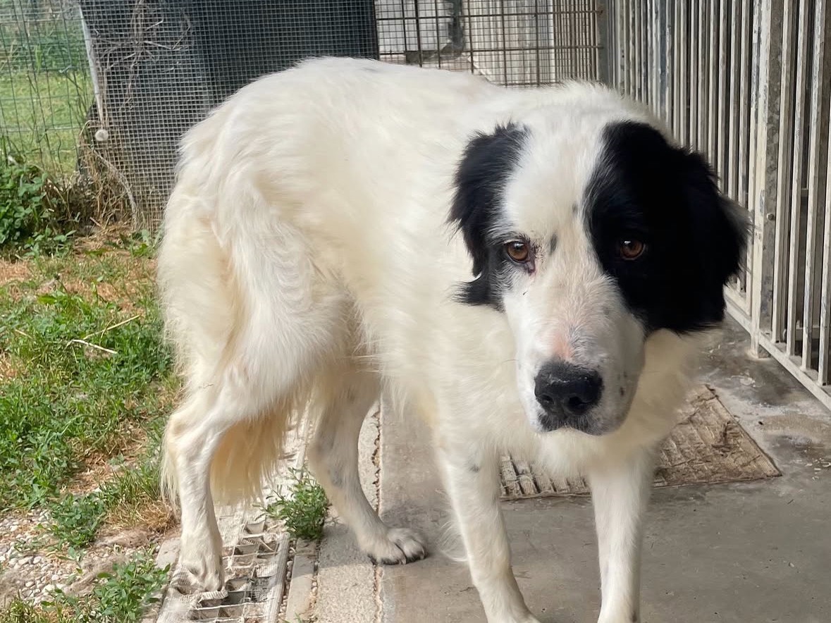 Vuoi adottare un cane a Treviso?