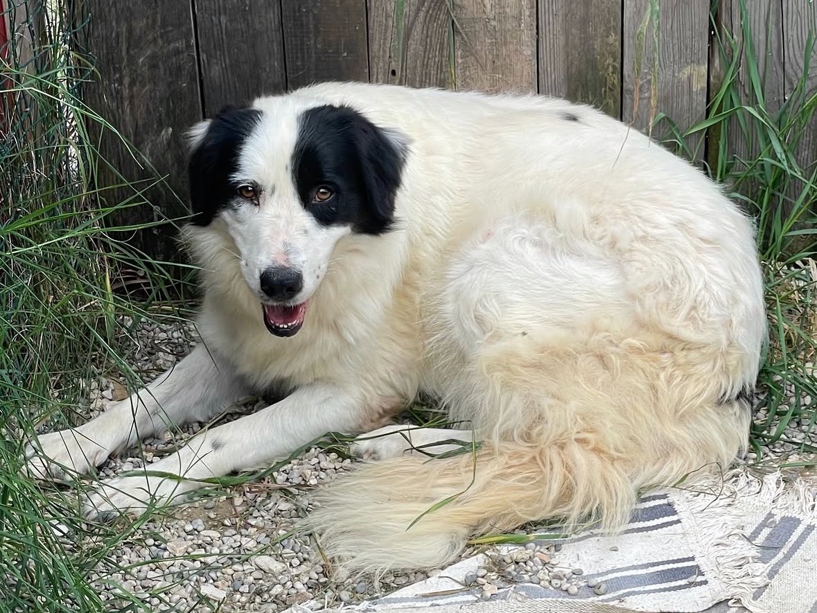Adotta il cane Sara a Treviso