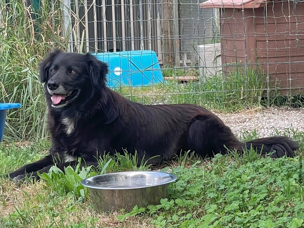 Vuoi adottare un cane a Treviso?