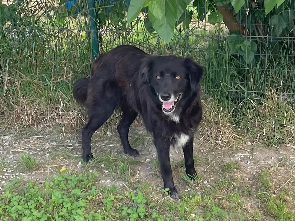 Adotta il cane Linda  a Treviso