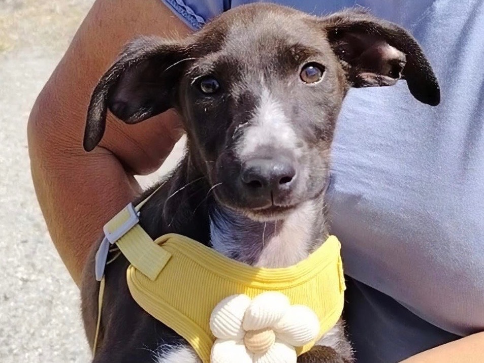 Adozione cane, maschio, Razza sconosciuta Razza sconosciuta, 4 mesi, taglia media contenuta, Potenza