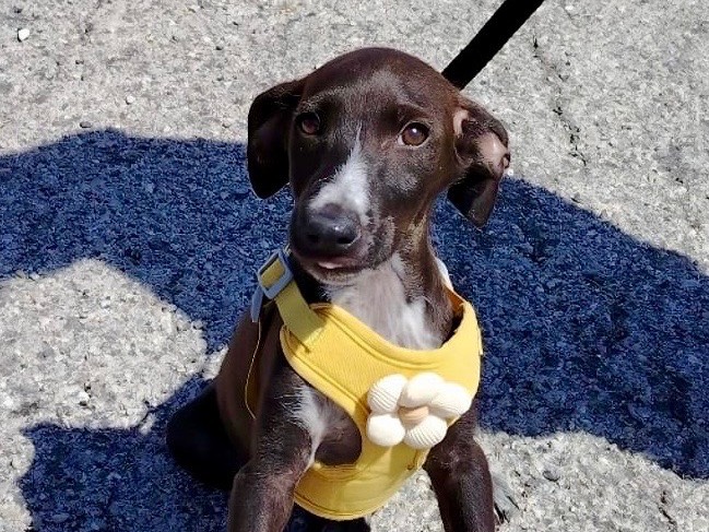 Adotta un cane, taglia media contenuta, maschio, Potenza
