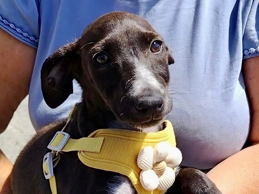 Vuoi adottare un cane a Potenza?