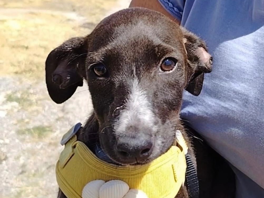 Adotta il cane Batman a Potenza