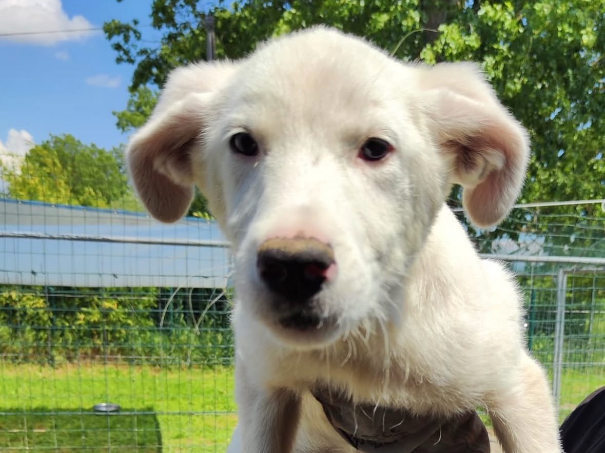 Adozione cane, femmina, Razza sconosciuta Razza sconosciuta, 6 mesi, taglia media, Treviso