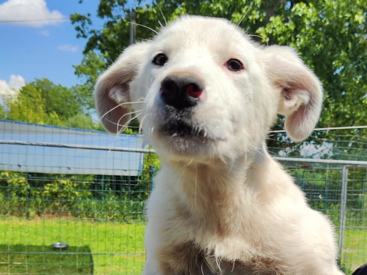 Adotta un cane, femmina, 6 mesi, Treviso