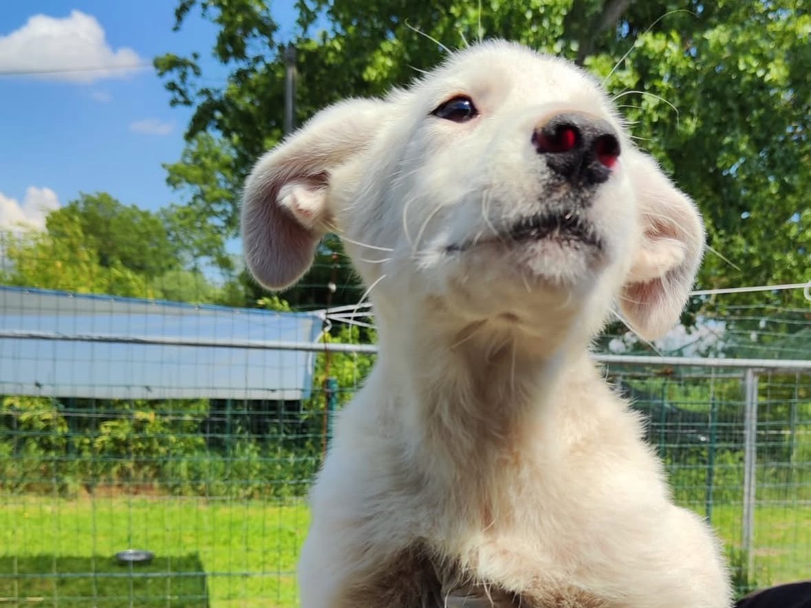 Adotta un cane, taglia media, femmina, Treviso