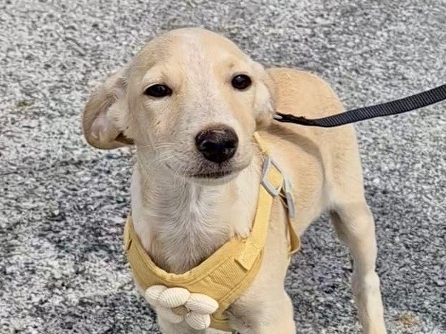 Adozione cane, maschio, Razza sconosciuta Razza sconosciuta, 4 mesi, taglia media contenuta, Potenza
