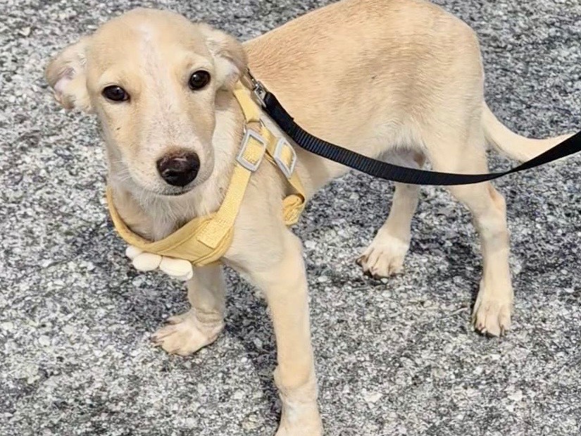 Adotta un cane, maschio, 4 mesi, Potenza