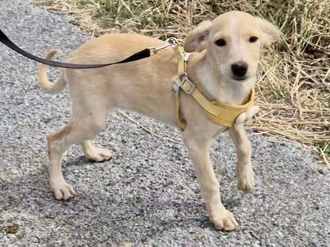 Adotta un cane, taglia media contenuta, maschio, Potenza