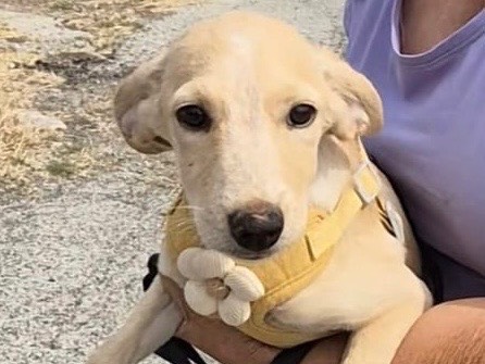 Vuoi adottare un cane a Potenza?