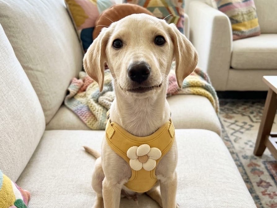 Adotta il cane Ivory a Potenza