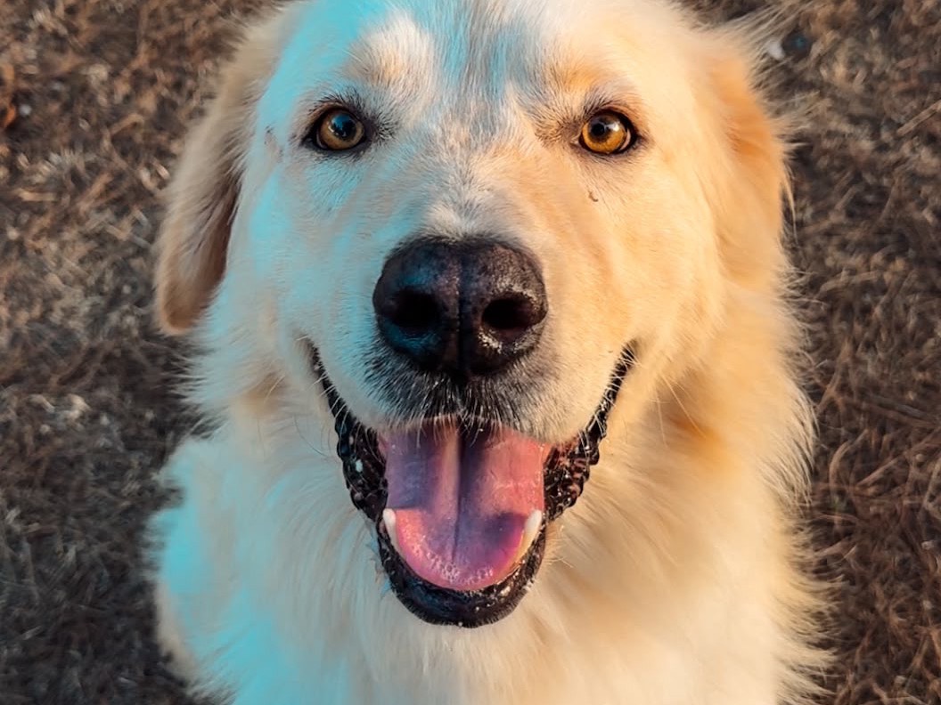 Adozione cane, maschio, Golden Retriever Pastore maremmano, 2 anni e 8 mesi, taglia gigante, Brindisi