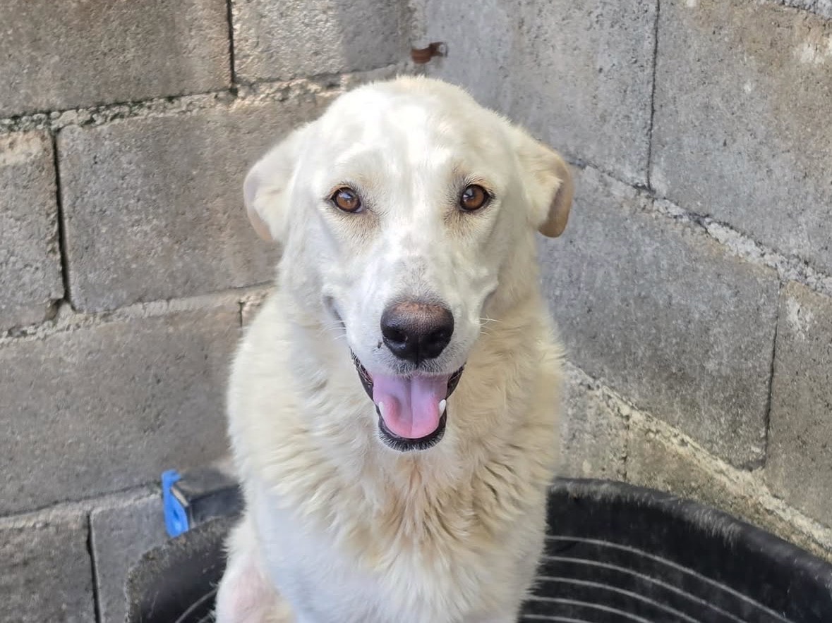Adozione cane, femmina, Razza sconosciuta Razza sconosciuta, 1 anno e 8 mesi, taglia media, Treviso