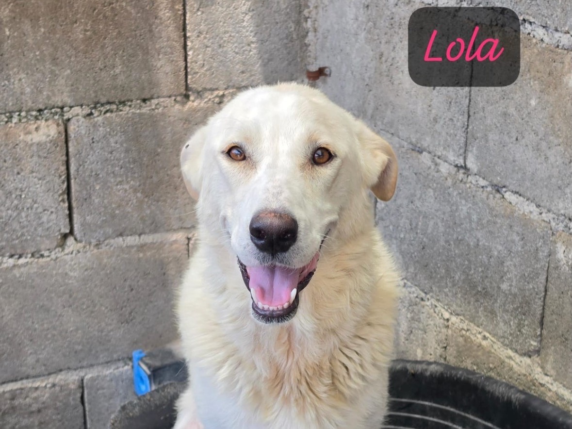 Adotta un cane, femmina, 1 anno e 8 mesi, Treviso
