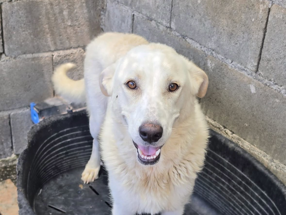 Adotta un cane, taglia media, femmina, Treviso