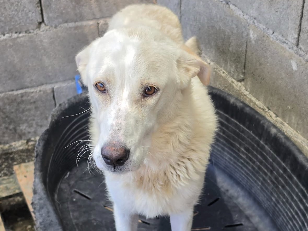 Vuoi adottare un cane a Treviso?