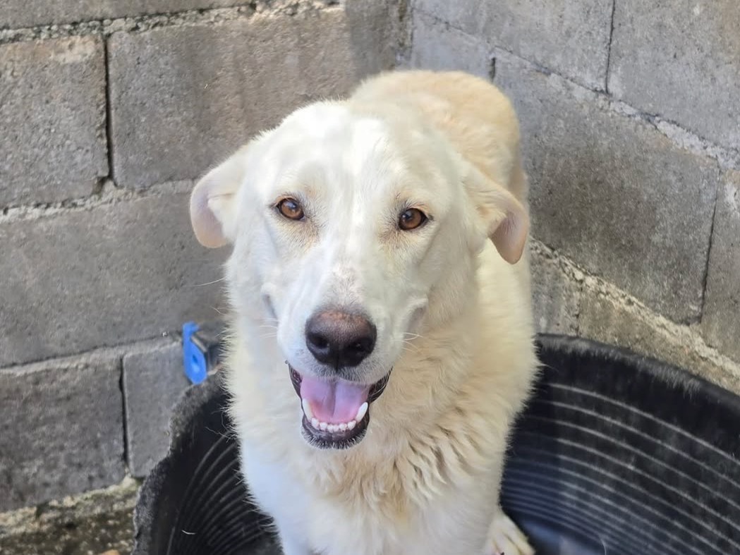 Adotta il cane Lola a Treviso