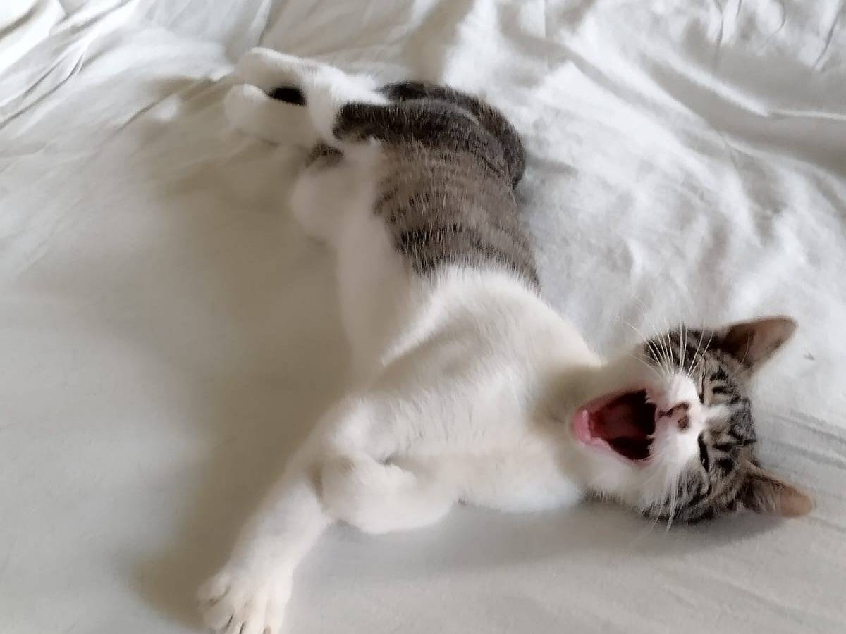 Adozione gatto, maschio, Razza sconosciuta Razza sconosciuta, 7 mesi, taglia non valida, Bergamo