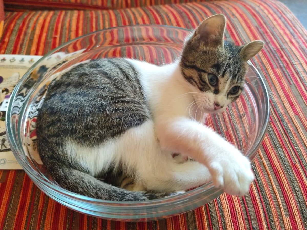 Adotta un gatto, maschio, 7 mesi, Bergamo