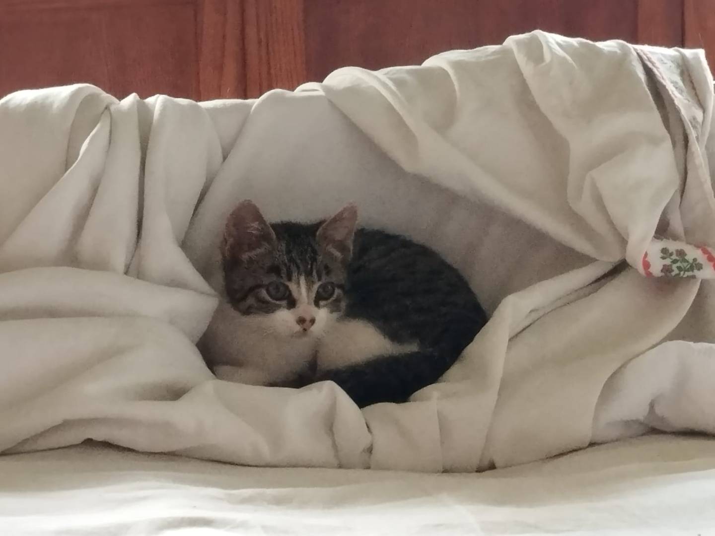 Adotta un gatto, taglia non valida, maschio, Bergamo