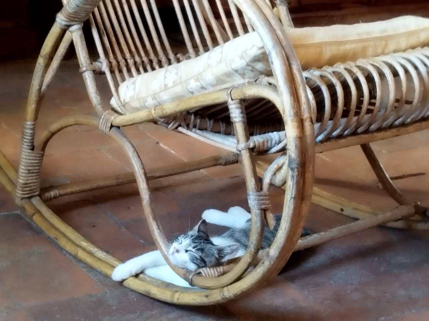 Vuoi adottare un gatto a Bergamo?