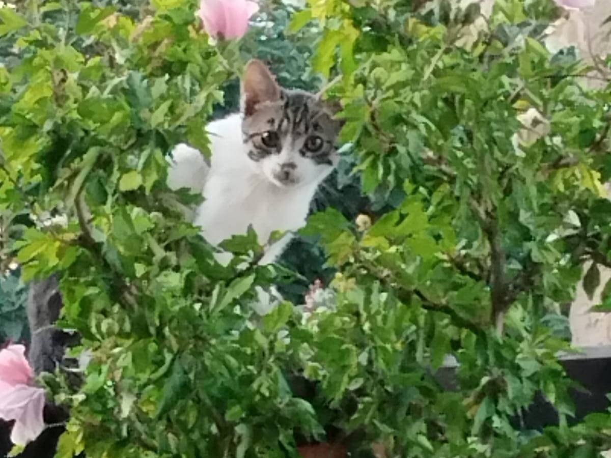 Adotta il gatto Tito a Bergamo
