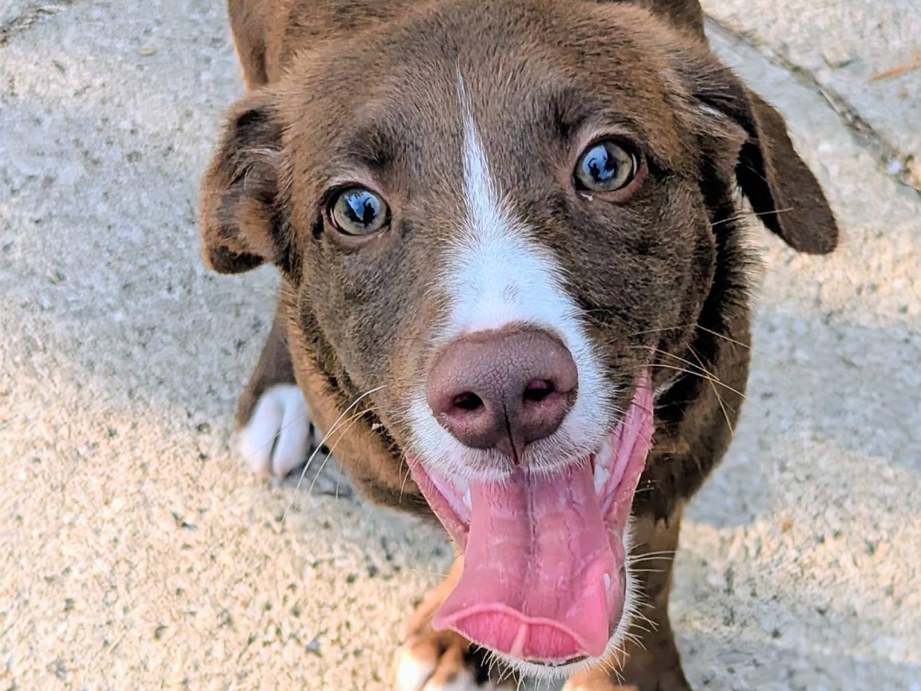 Vuoi adottare un cane a Frosinone?