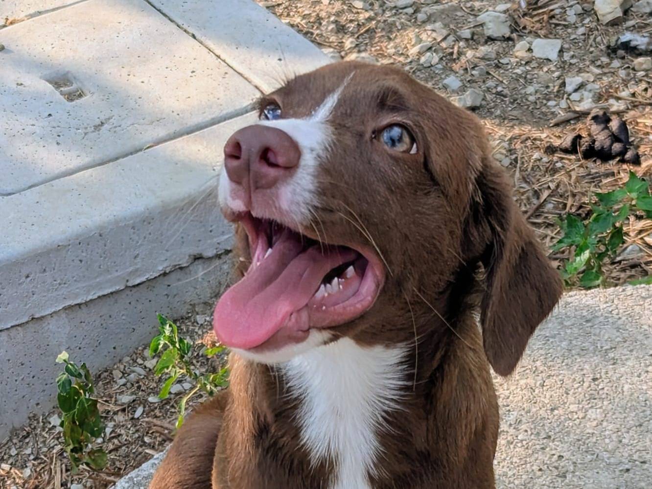 Adotta il cane Lolly a Frosinone