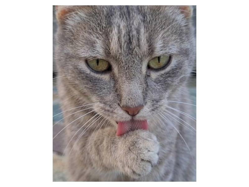Vuoi adottare un gatto a Potenza?